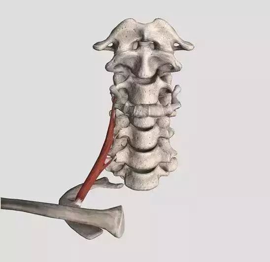 【基础解剖】颈椎综合征相关肌肉